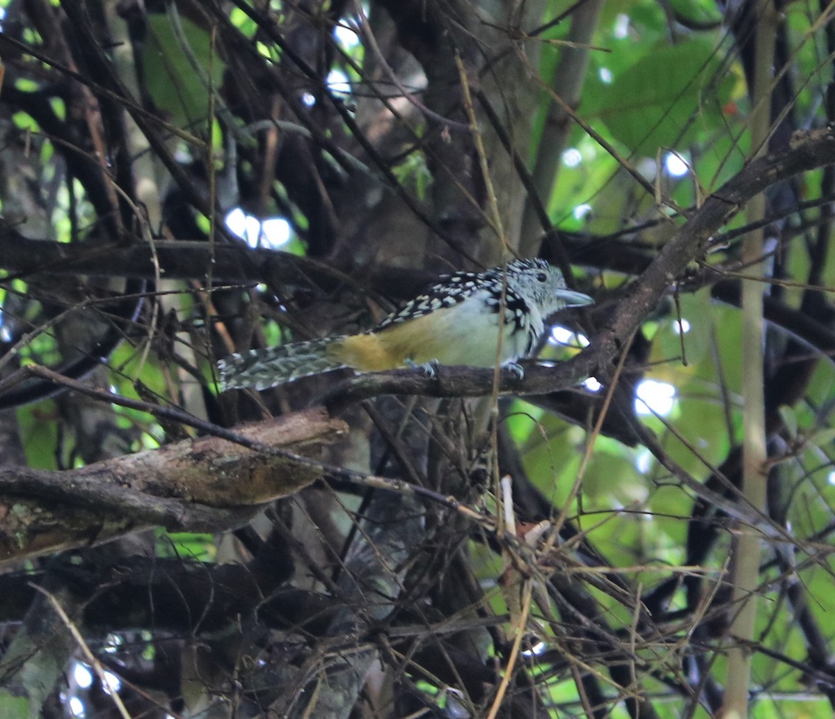 Spot-backed Antshrike - ML247097501