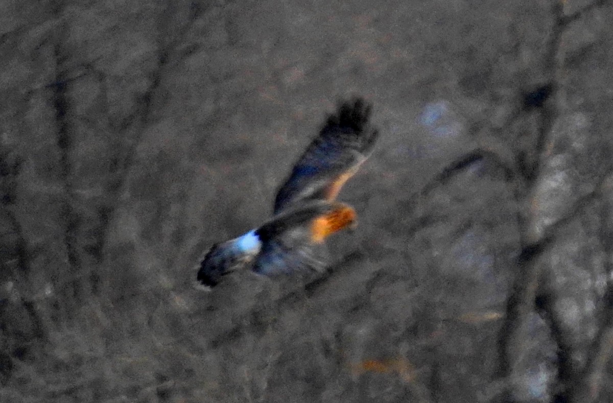 Northern Harrier - ML24709991