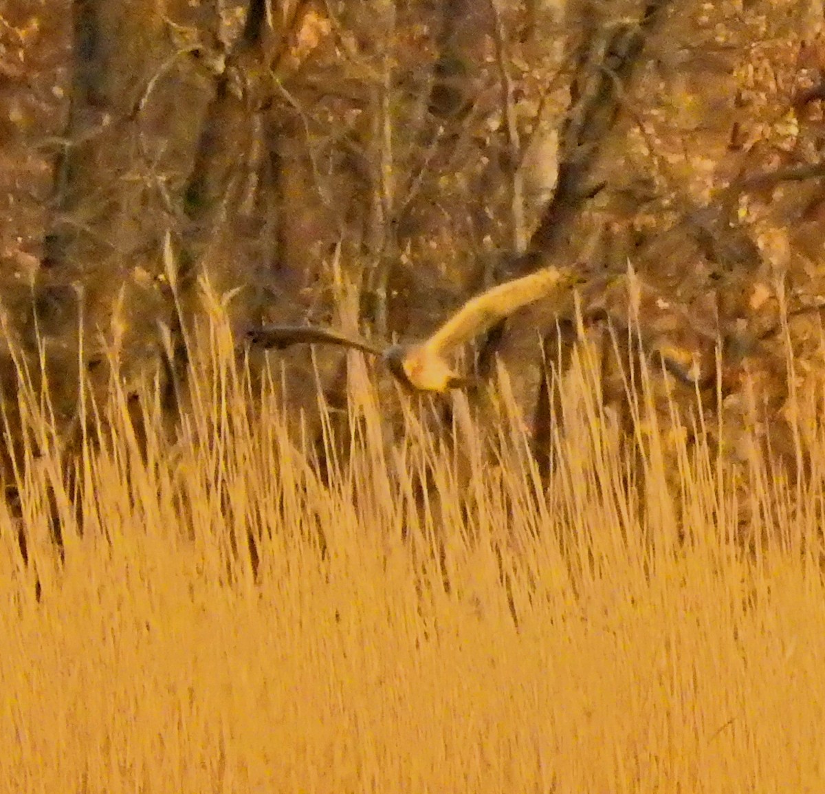 Northern Harrier - ML24710001