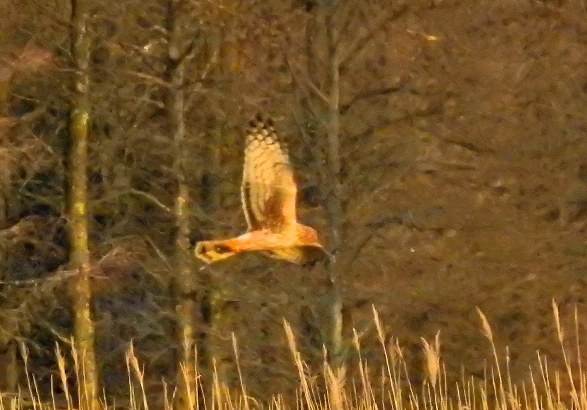 Northern Harrier - ML24710021