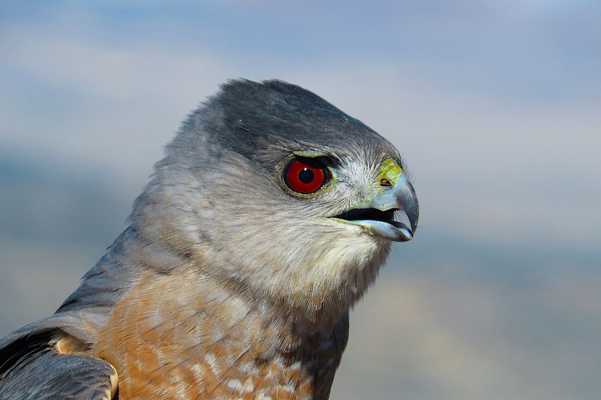 ML247100681 - Cooper's Hawk - Macaulay Library
