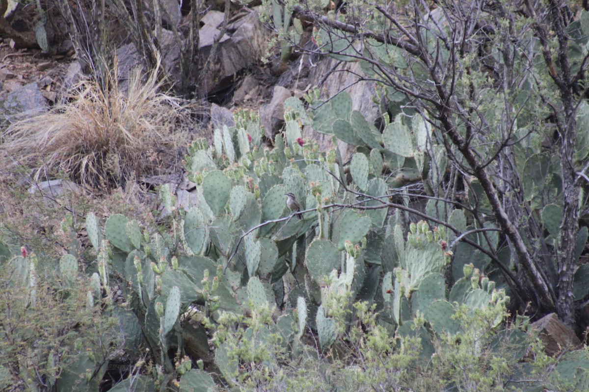 Troglodyte des cactus - ML247104221