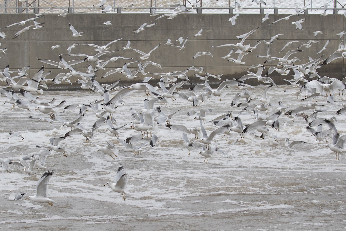 racek kroužkozobý - ML24710481