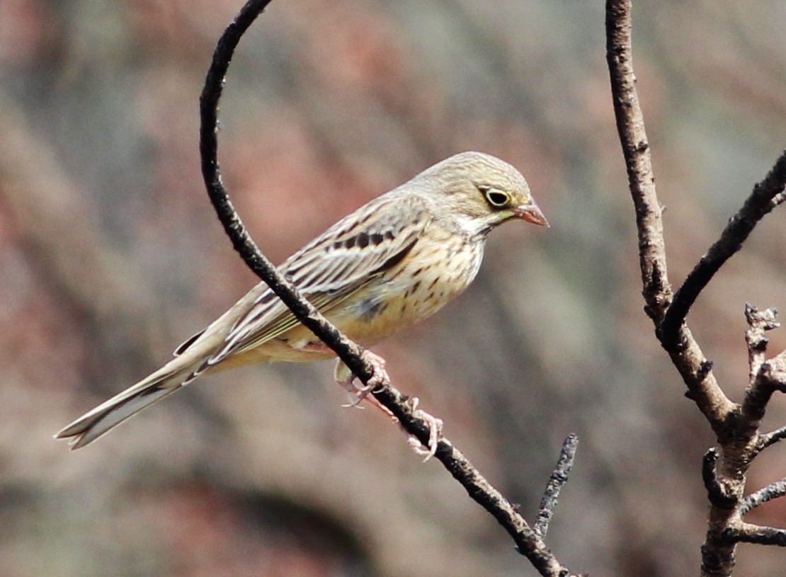 Ortolan Bunting - ML247105131