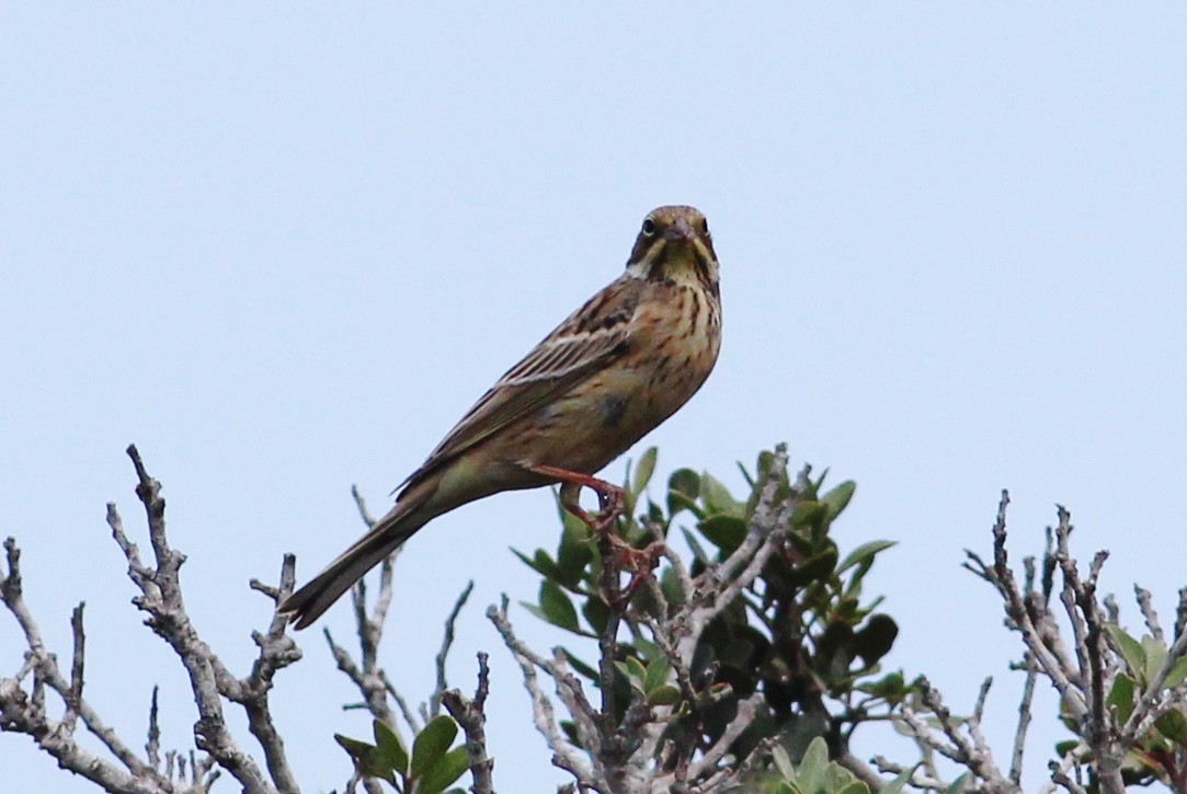 Ortolan Bunting - ML247105141