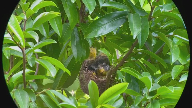 Spot-breasted Oriole - ML247106241