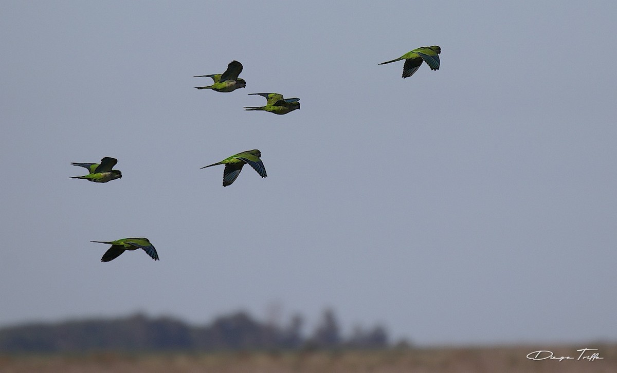 Monk Parakeet - Diego Trillo