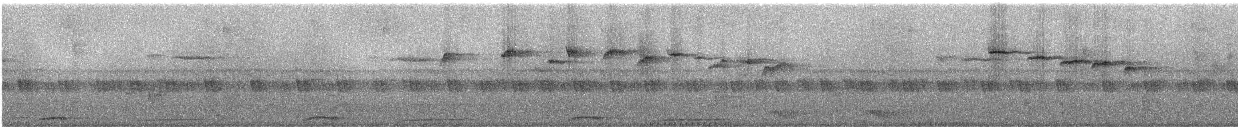 Rhipidure des Salomon (russata/kuperi) - ML247107