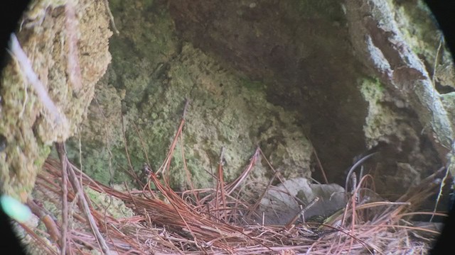 Brown-backed Solitaire - ML247107731