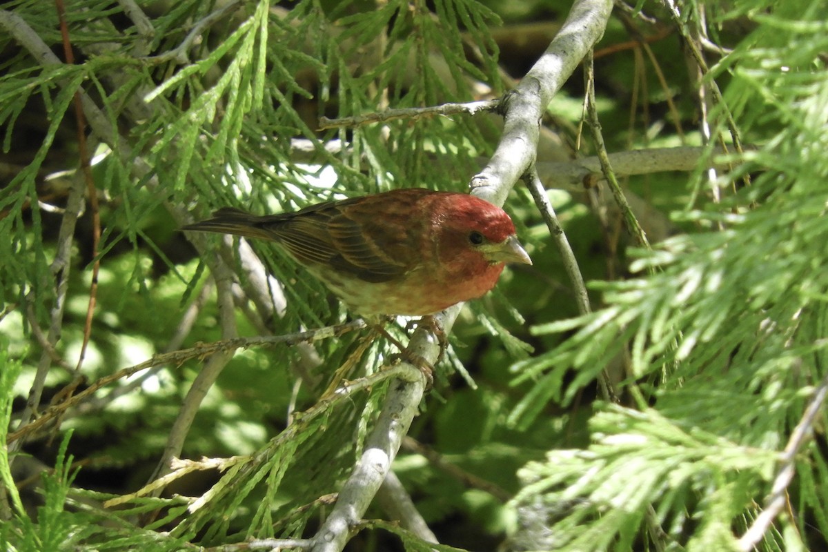 Purple Finch - ML247107991