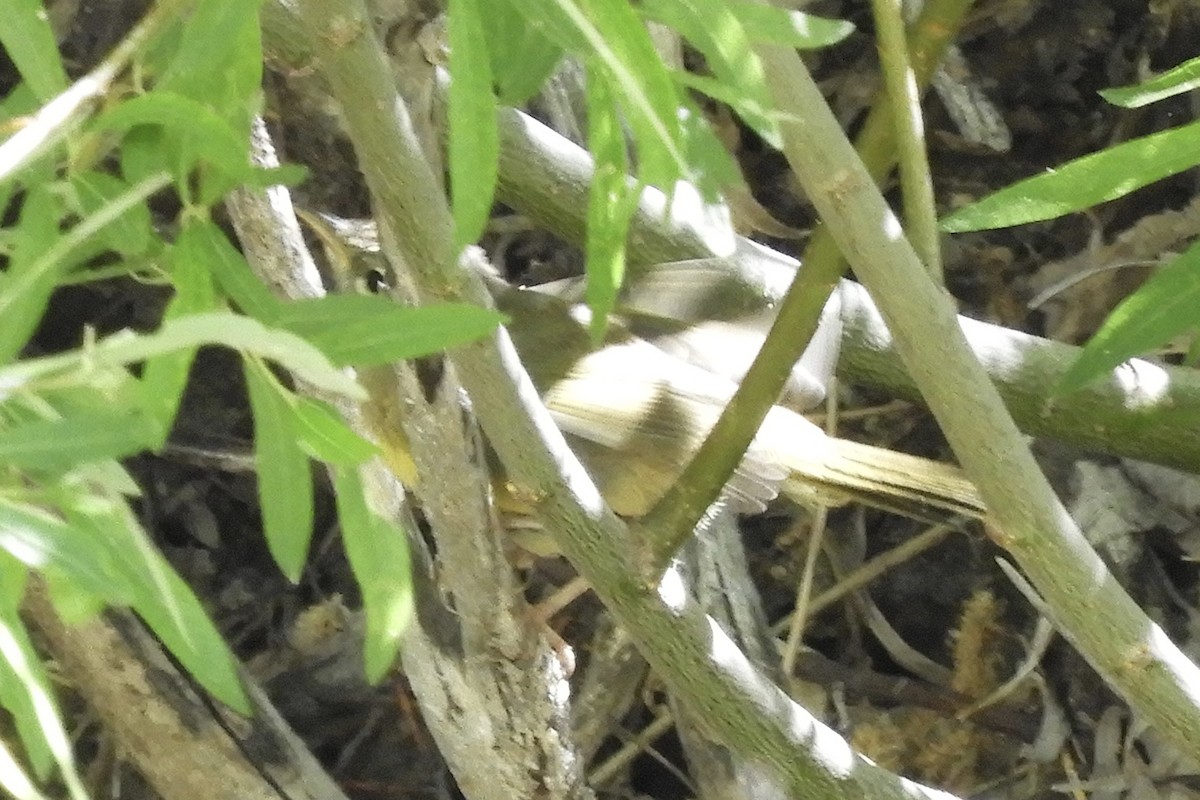 MacGillivray's Warbler - ML247108131