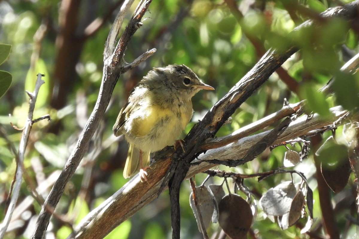 MacGillivray's Warbler - Loren Wright