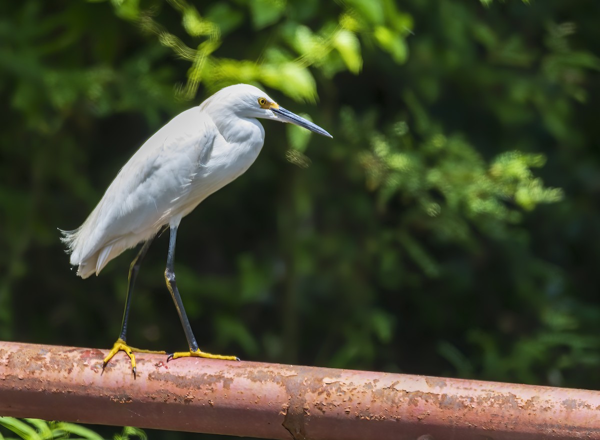 Snowy Egret - ML247108661