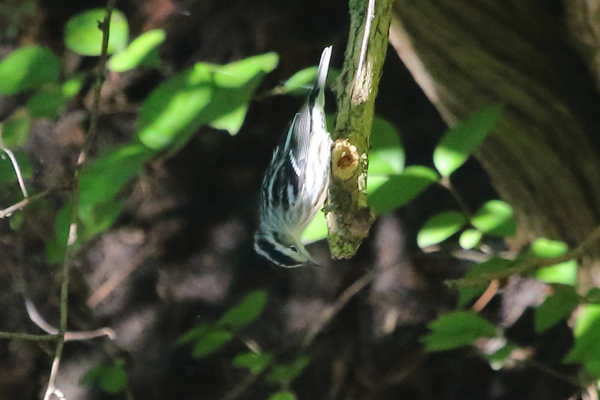 Black-and-white Warbler - ML24710881