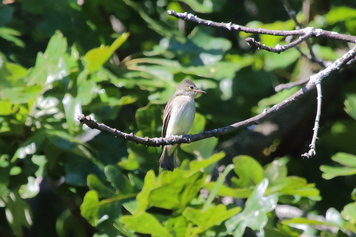 Eastern Wood-Pewee - ML24710981