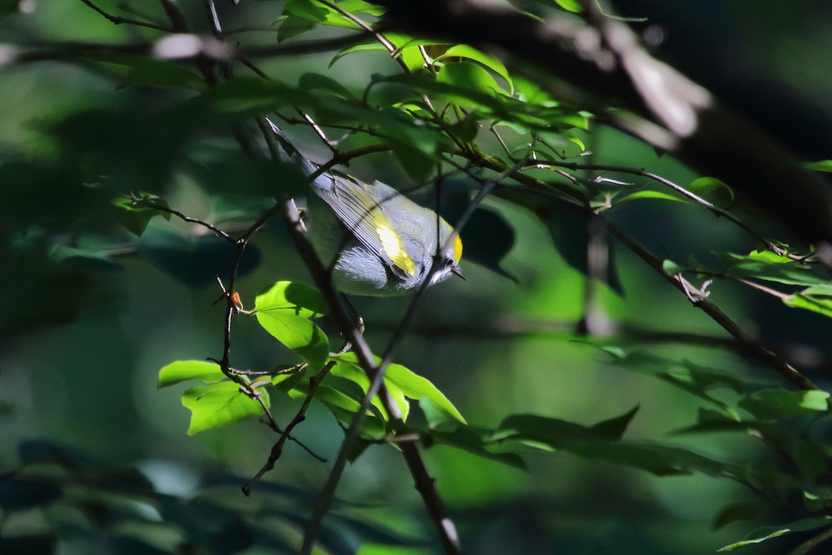 Golden-winged Warbler - ML24711031