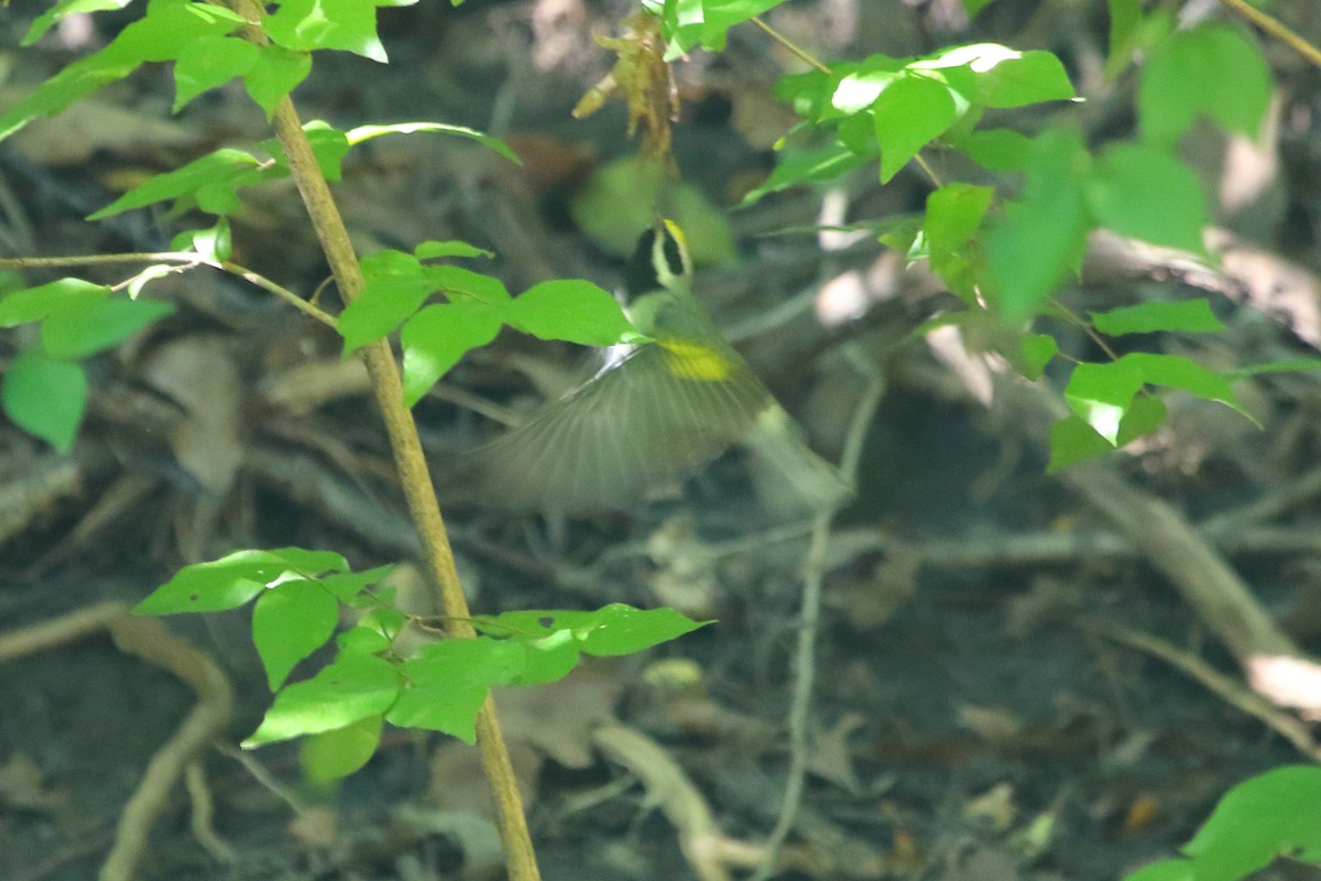 Golden-winged Warbler - ML24711061