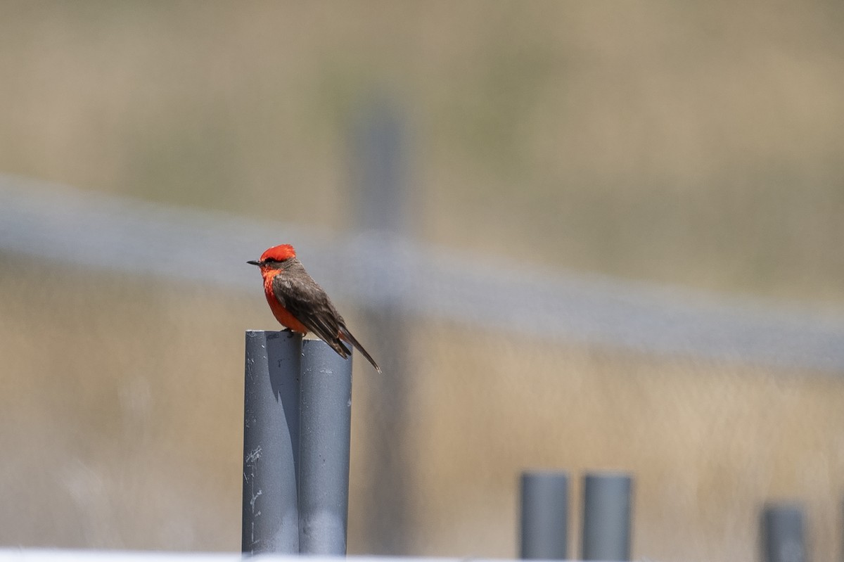 Vermilion Flycatcher - Karen Kreiger