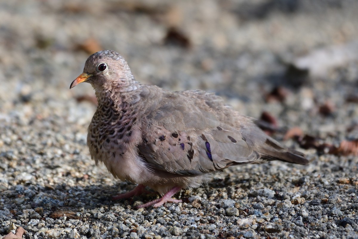 Common Ground Dove - ML247112031