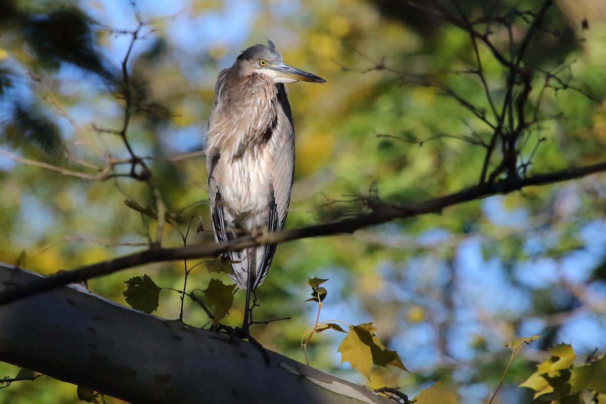 Great Blue Heron - ML24711241