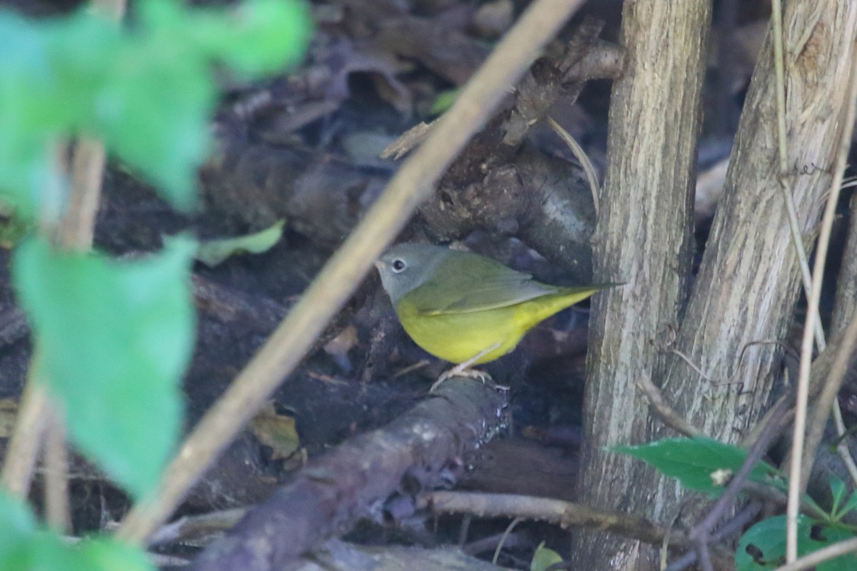 Mourning Warbler - ML24711271