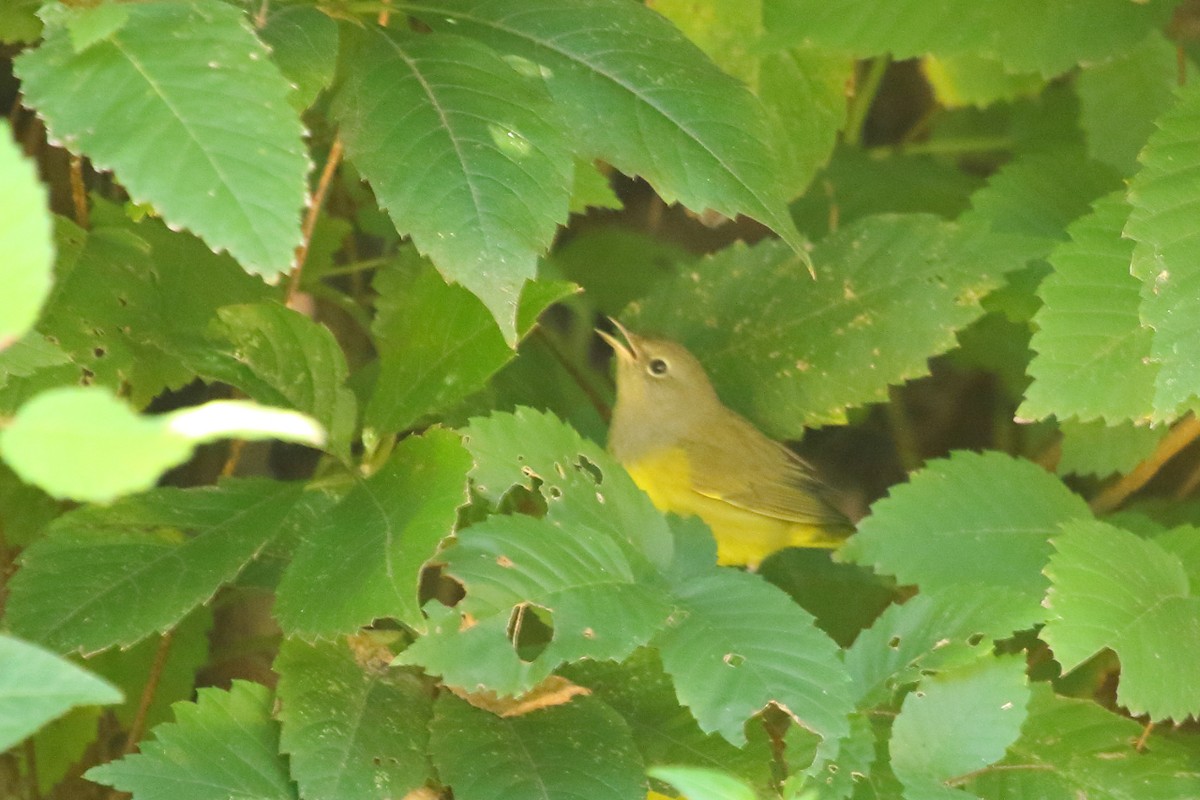 Mourning Warbler - ML24711281