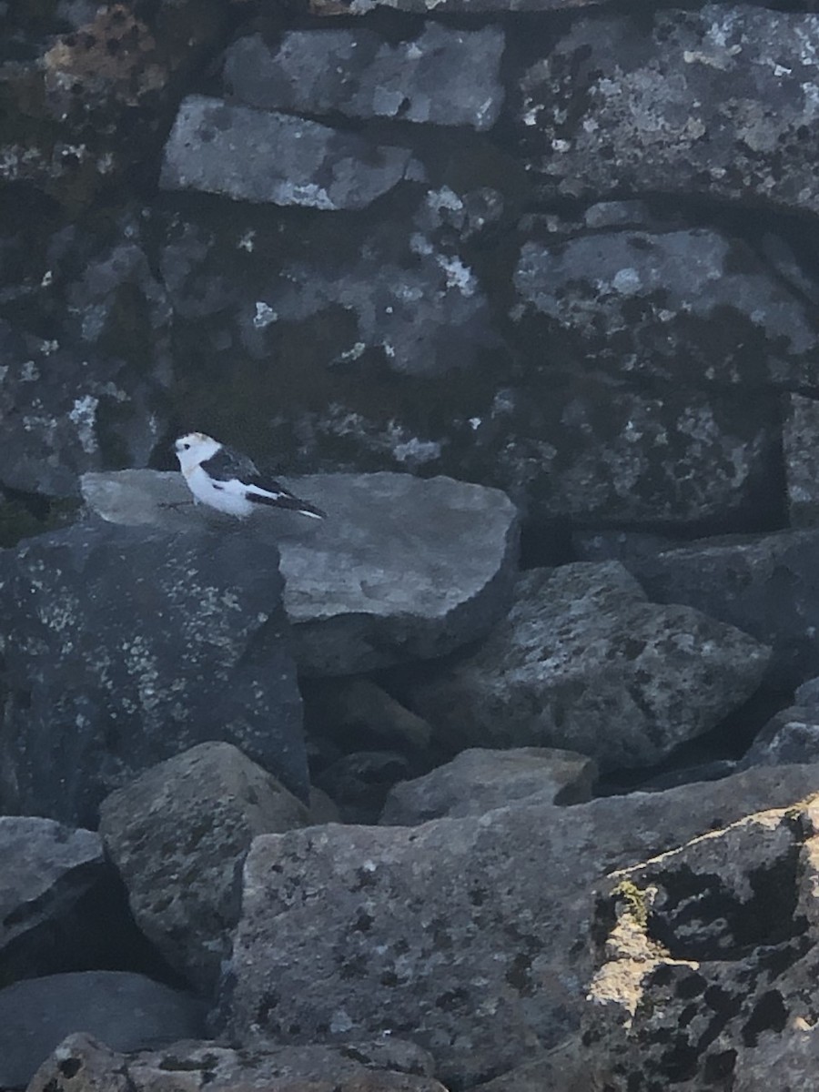 Snow Bunting - ML247113131