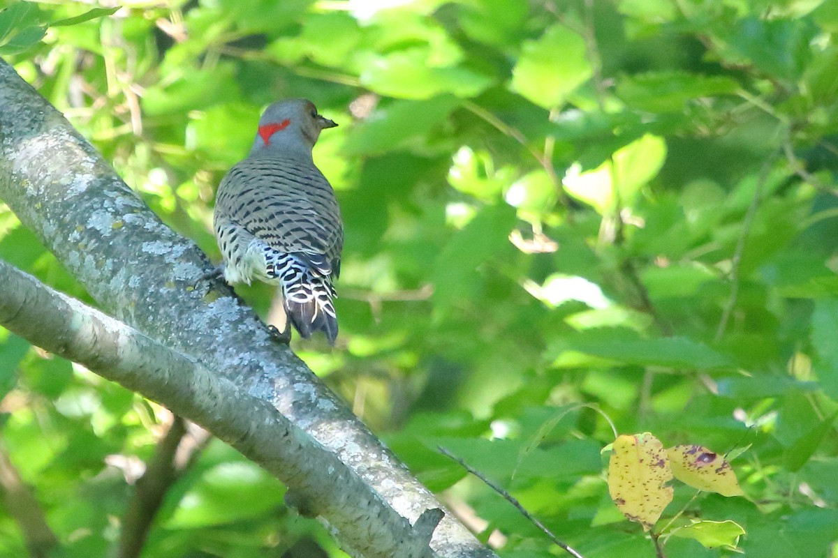 Northern Flicker - ML24711331