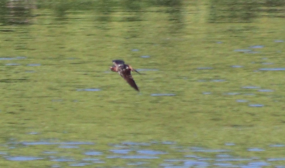 Cliff Swallow - ML247113531