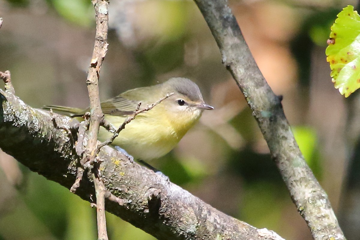 Philadelphia Vireo - ML24711381