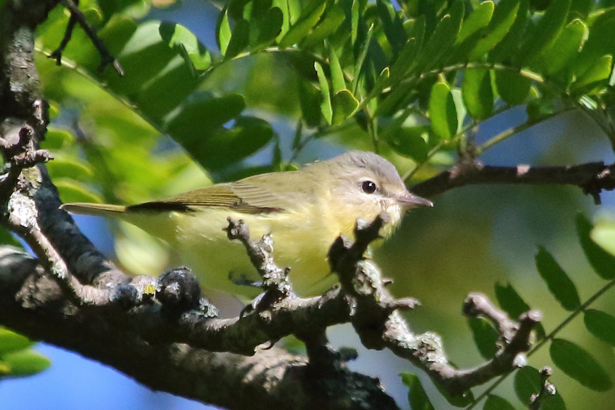 Philadelphia Vireo - ML24711391