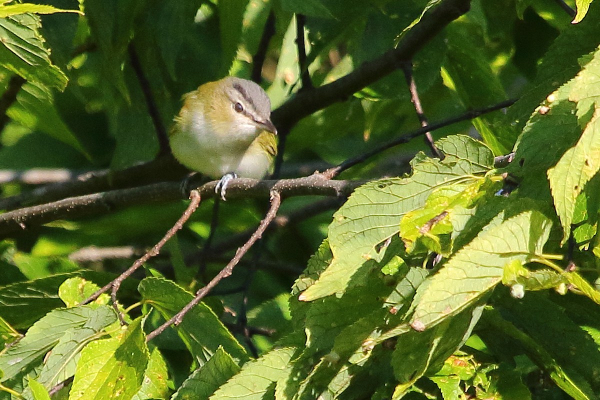 Red-eyed Vireo - ML24711421