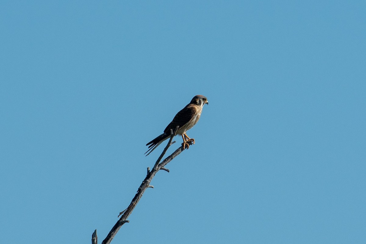 American Kestrel - ML247114671