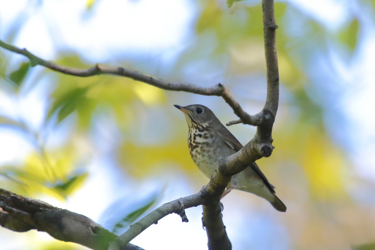 Swainson's Thrush - ML24711481