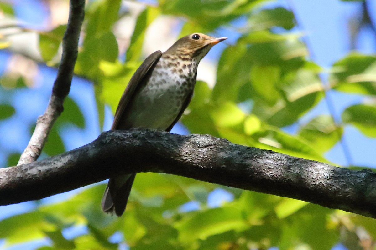 Swainson's Thrush - ML24711501