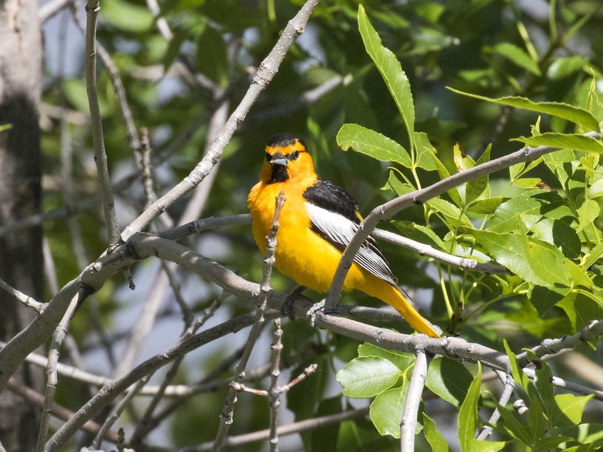 Bullock's Oriole - ML247115291