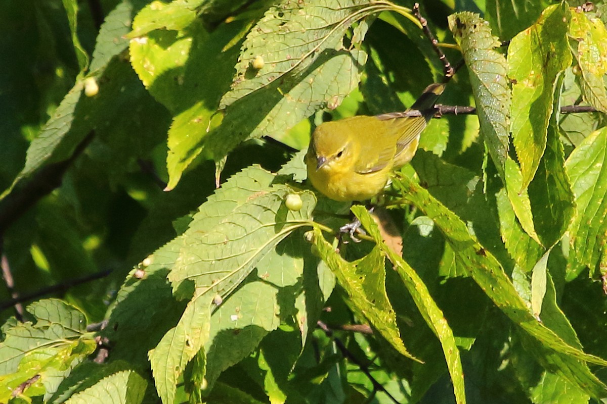 Tennessee Warbler - ML24711571