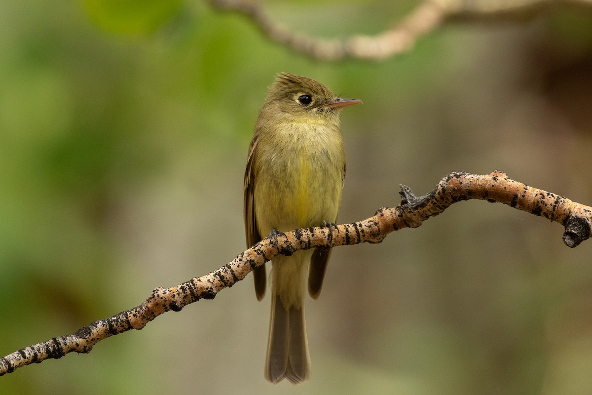 Western Flycatcher (Cordilleran) - Mark Stephenson