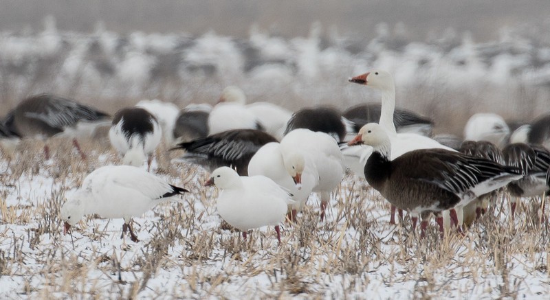 husa bělostná - ML24711621