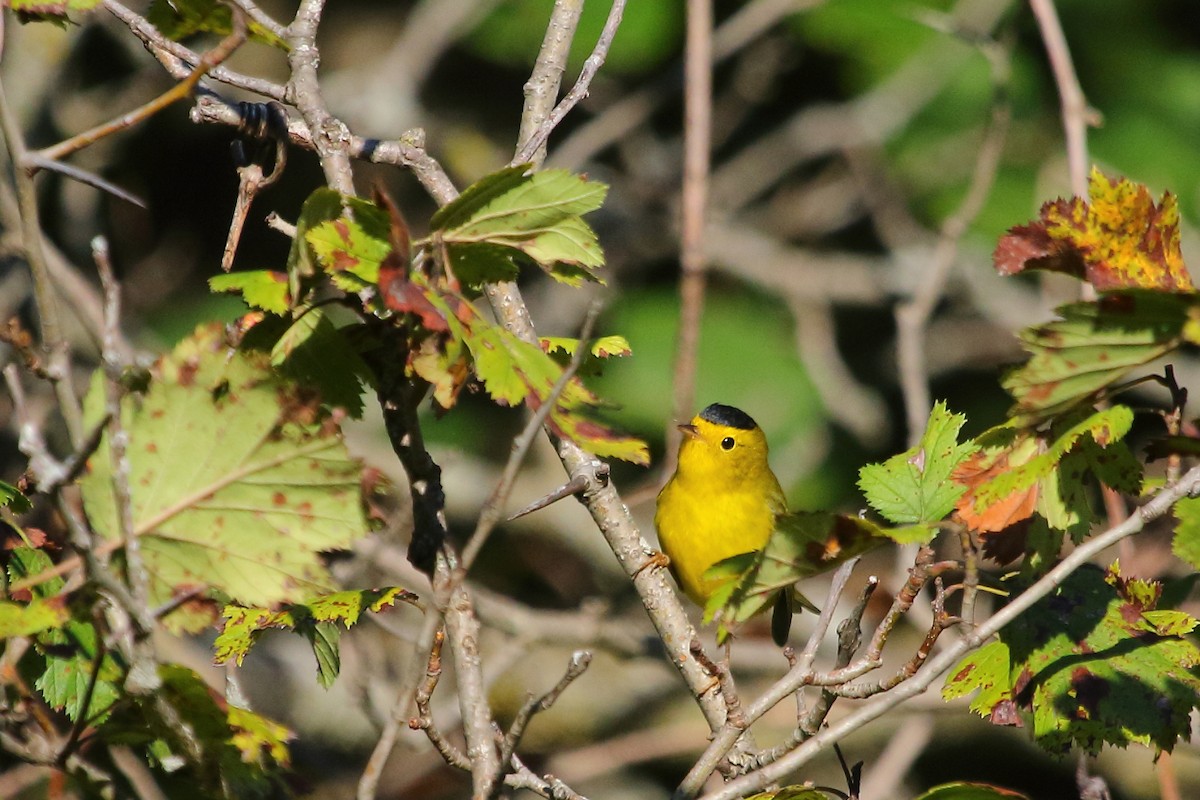 Wilson's Warbler - Jeff Bryant