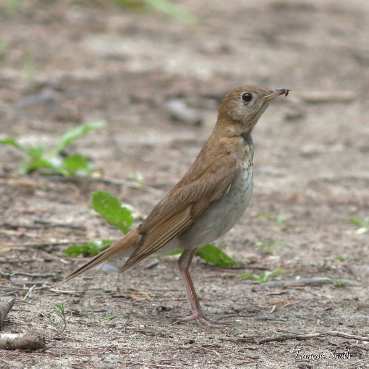 Veery - ML247116311