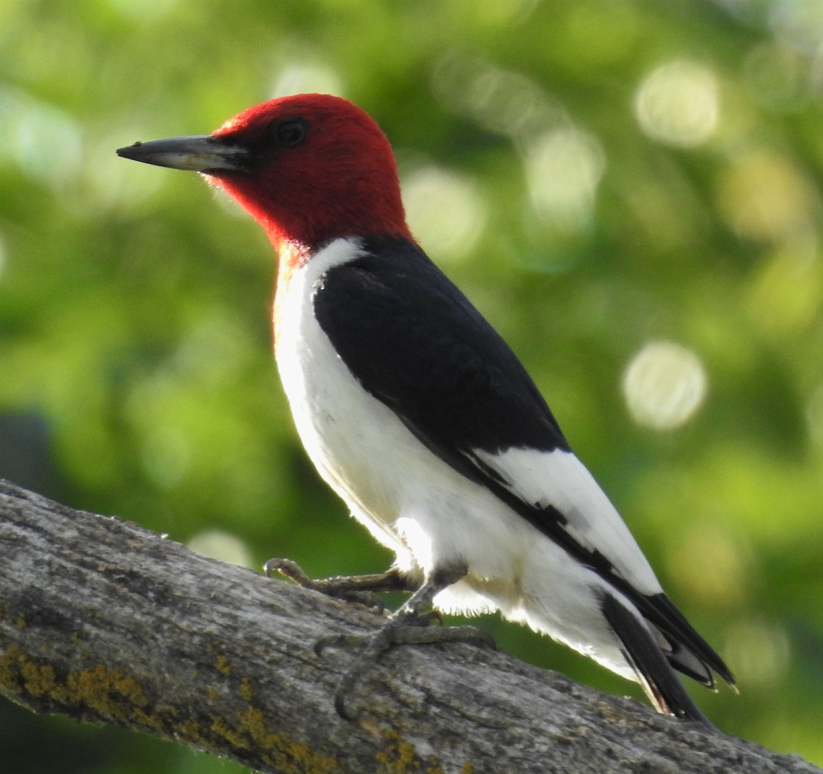 Red-headed Woodpecker - Paul McKenzie
