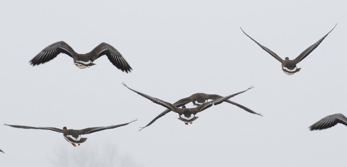 husa běločelá - ML24711711