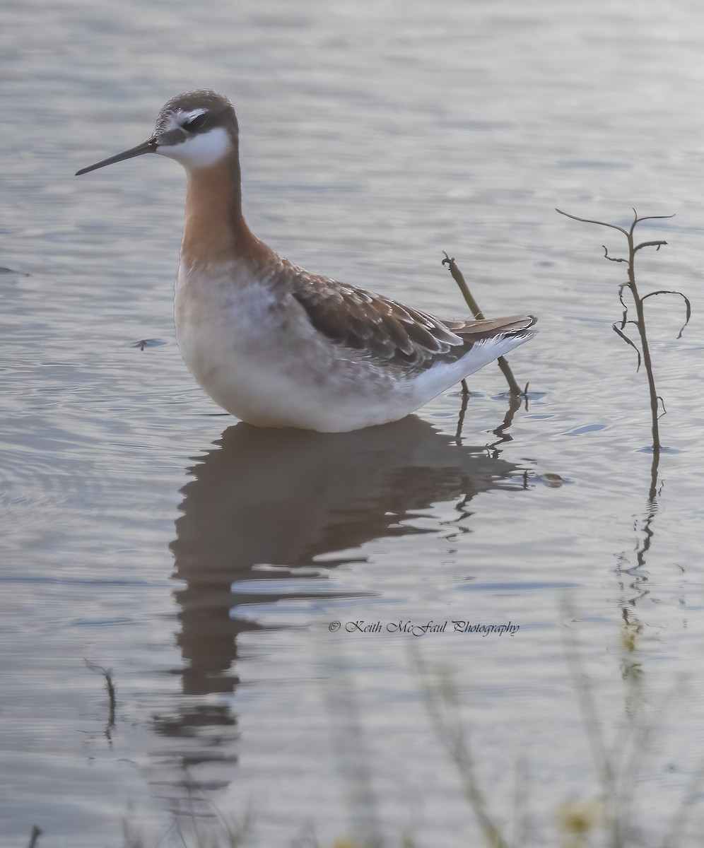 hvithalesvømmesnipe - ML247117131