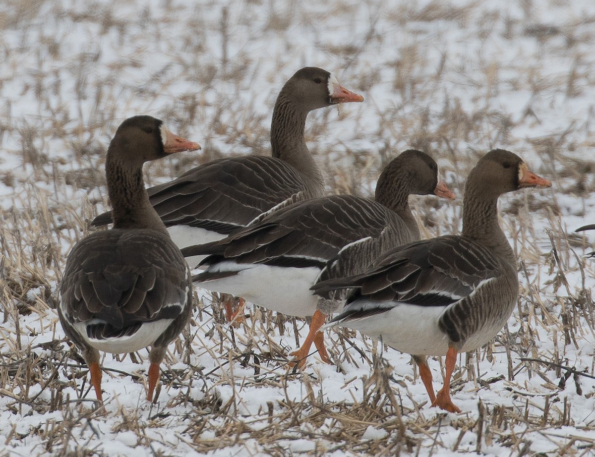 Greater White-fronted Goose - ML24711751
