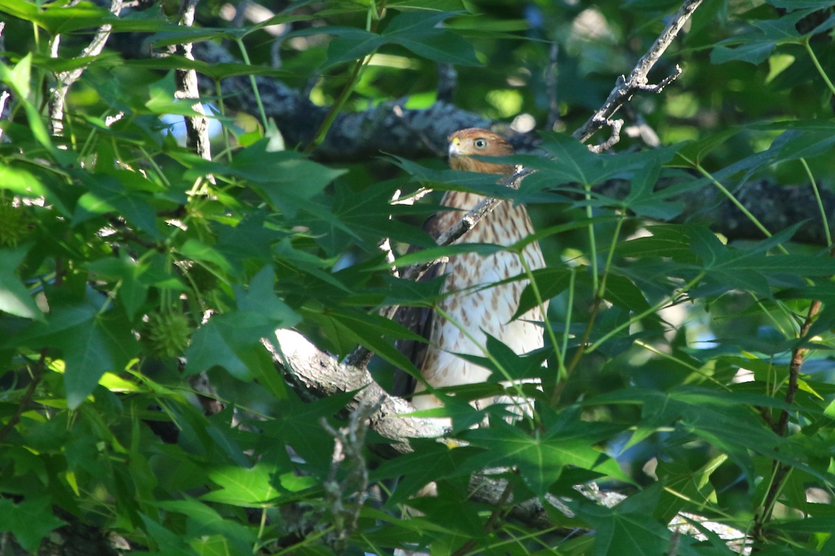 Cooper's Hawk - ML24711981