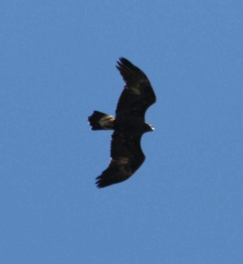 Golden Eagle - ML247120581