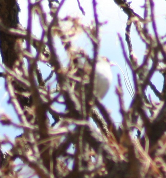 Yellow-eyed Junco - ML247121091