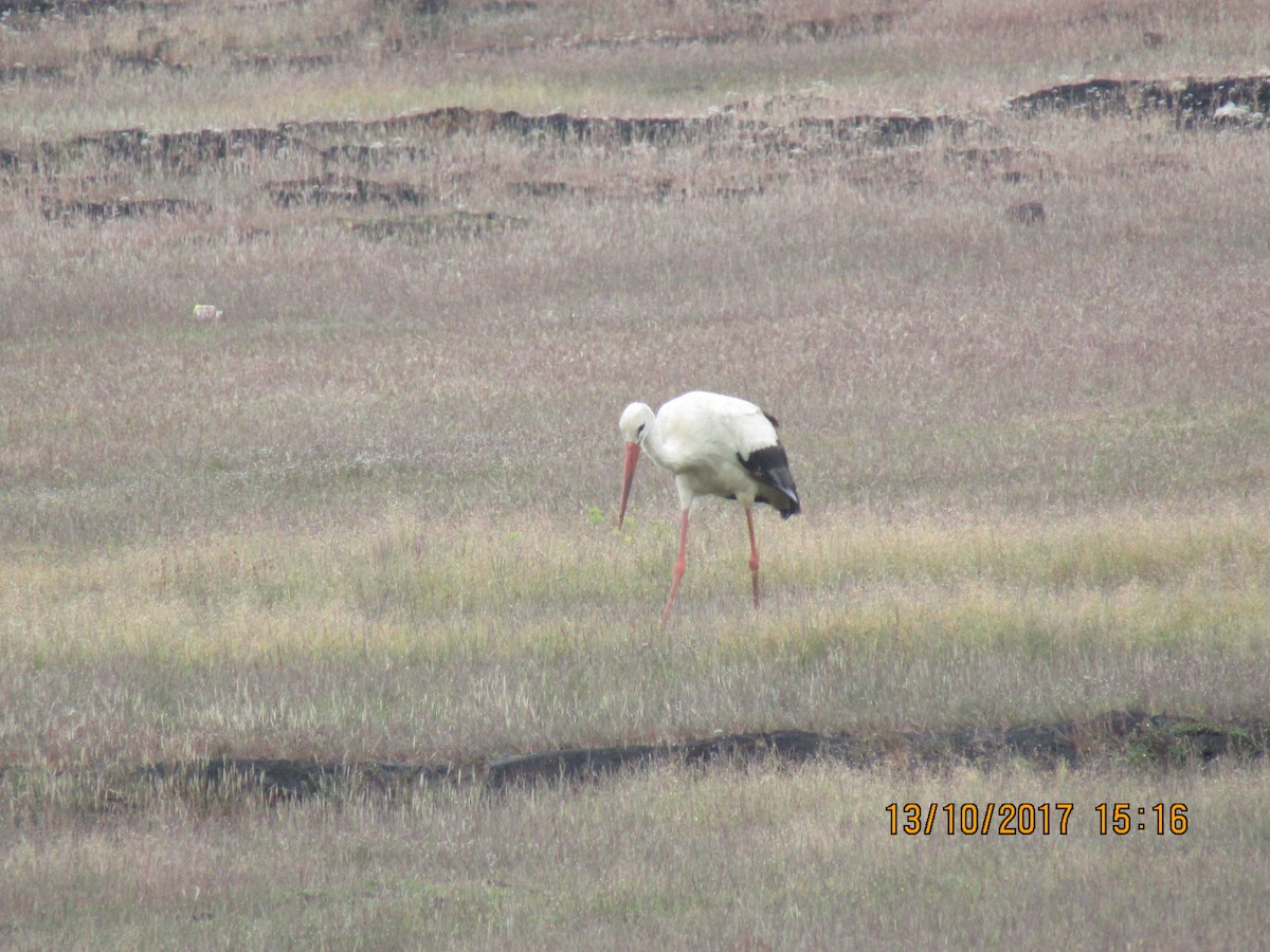 White Stork - Raju Kidoor