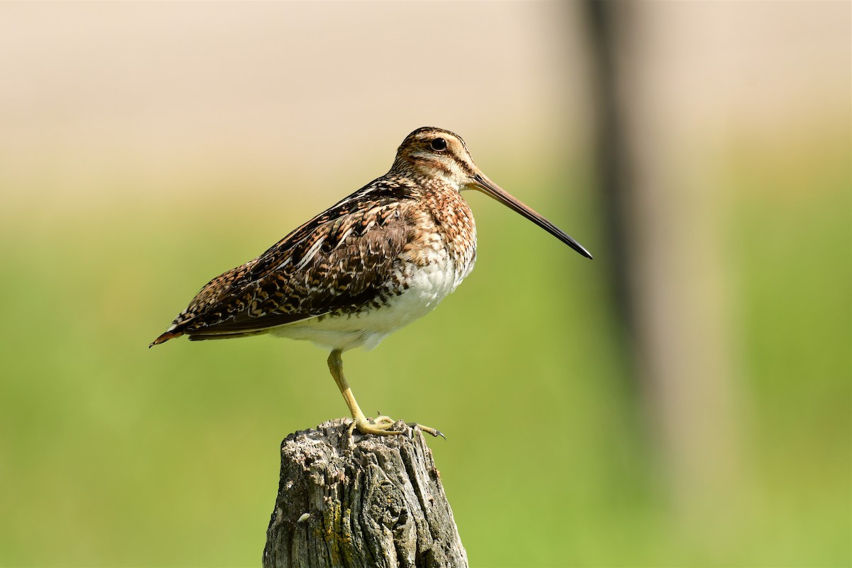 Wilson's Snipe - Harold Ziolkowski